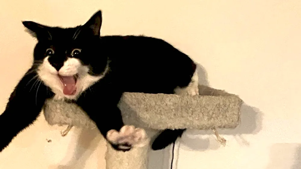 Sealing cats