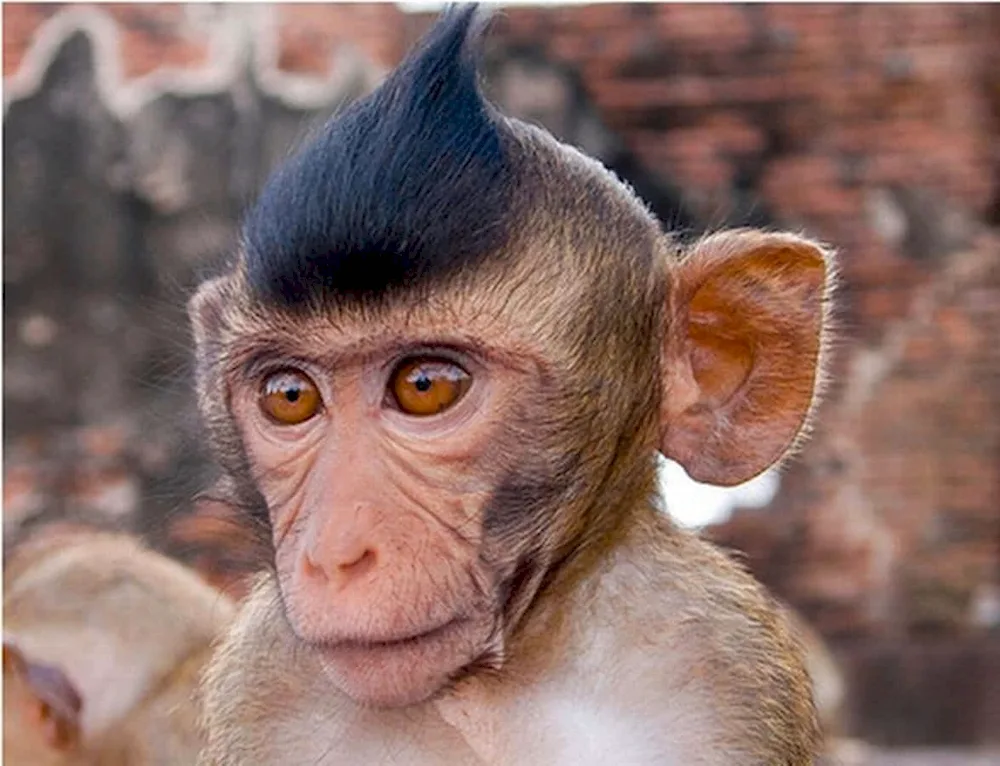 Funny monkeys
