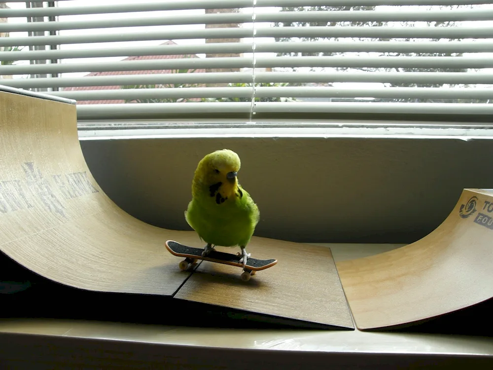 Weather parrots Parrot