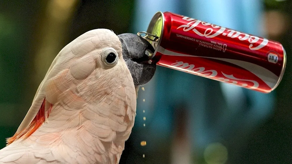 Amazon purple parrot