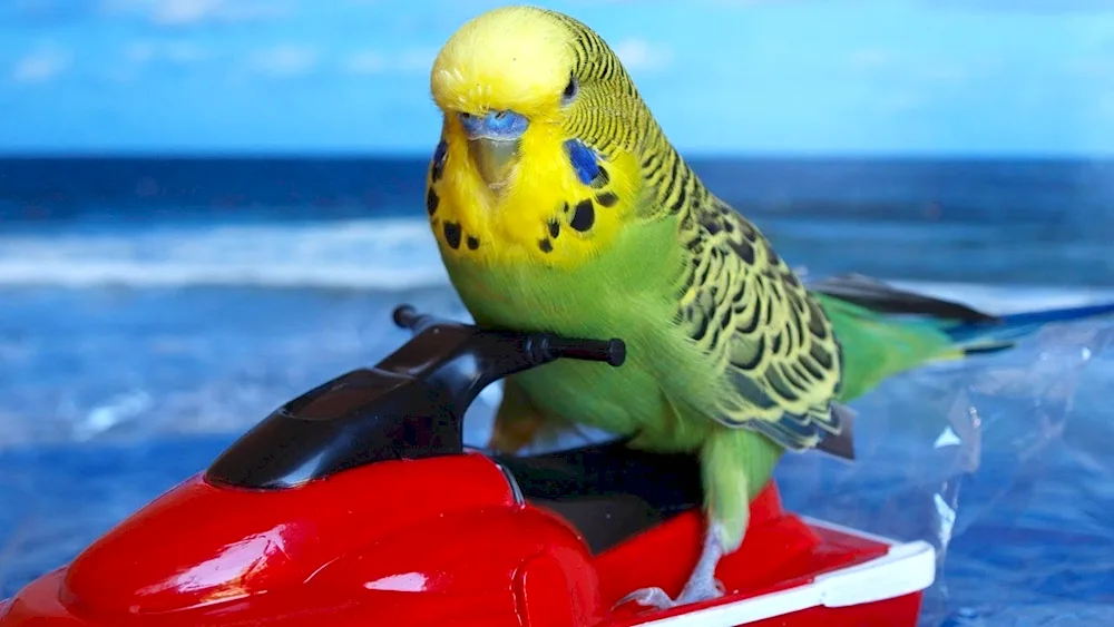 Parrots. Cockatoo