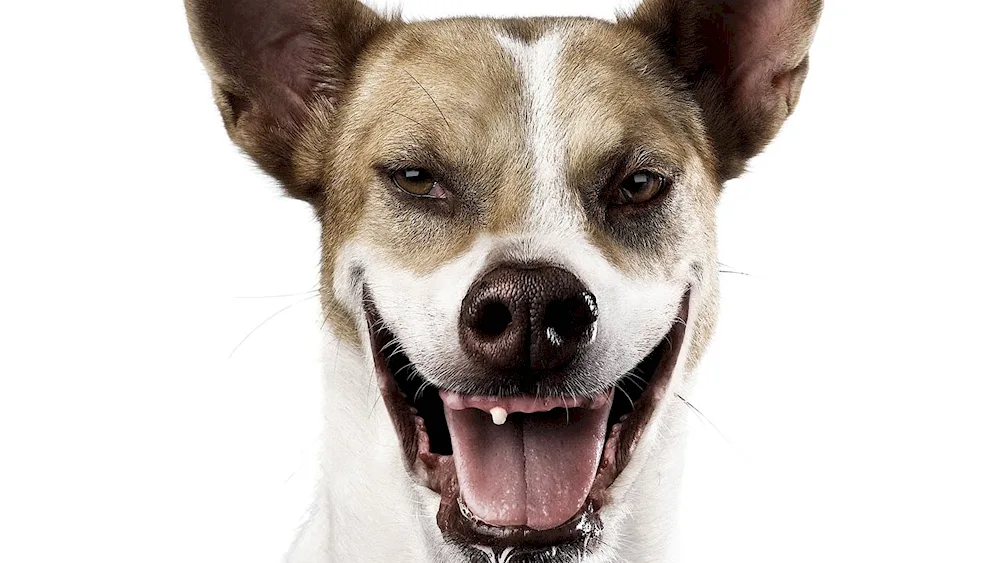 American Staffordshire terrier with a grin