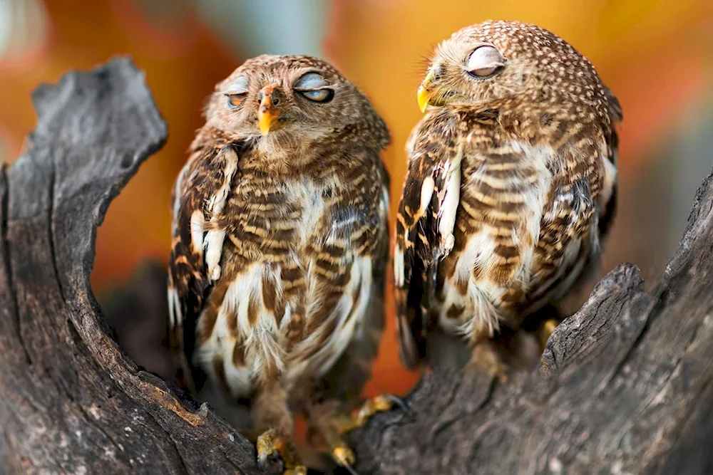 Forest Owl owl sleepy owl sleepy owl sleepy owl sleepy owl sleepy owl sleepy owl sleepy owl sleepy owl sleepy owl sleepy owl sleepy owl sleepy owl sleepy owl sleepy owl sleepy owl sleepy owl sleepy owl sleepy owl sleepy owl sleepy owl sleepy owl sleepy owl sleepy owl sleepy owl sleepy owl sleepy owl sleepy owl sleepy owl grouse owl sleeps