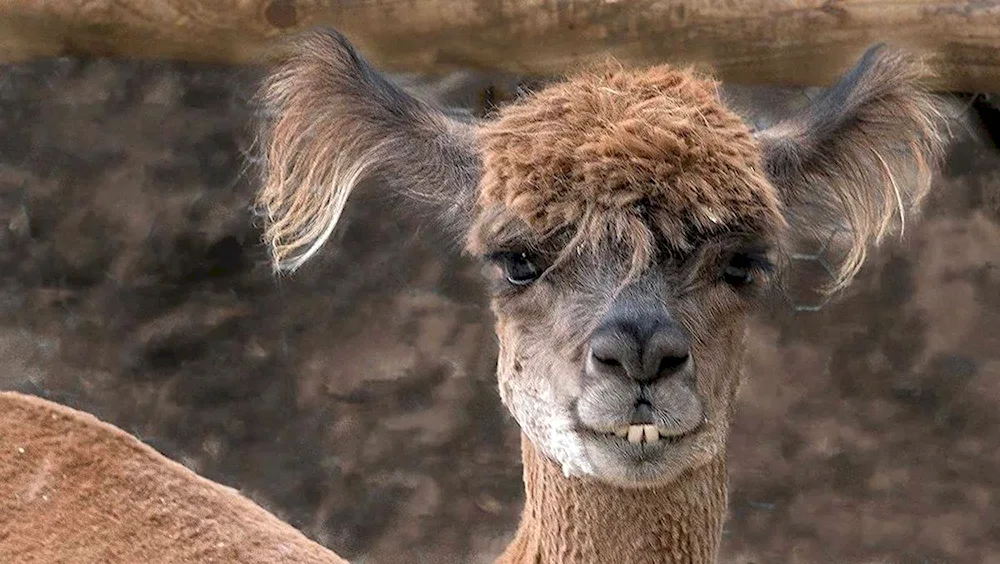 Alpaca laughing