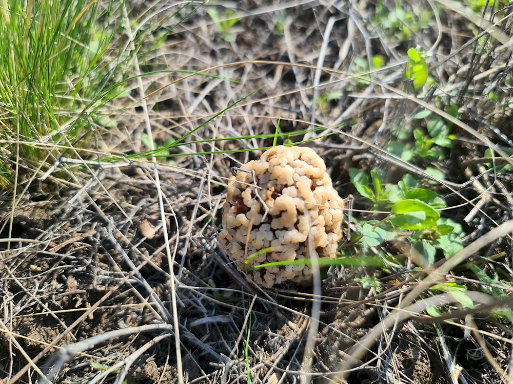 Autumn false opiata