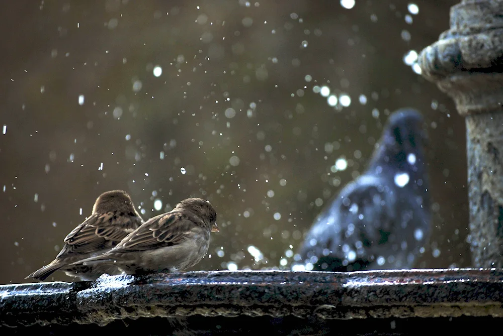 Winter sparrow