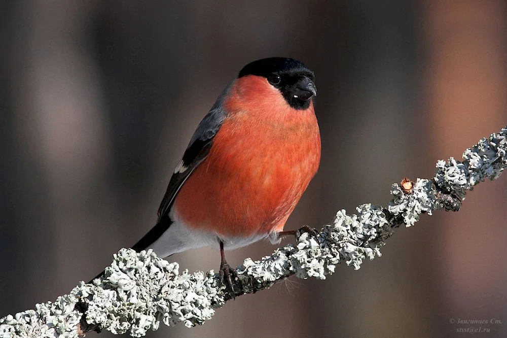 Red-breasted Bullfinch