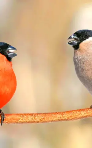 Bullfinch dimorphism