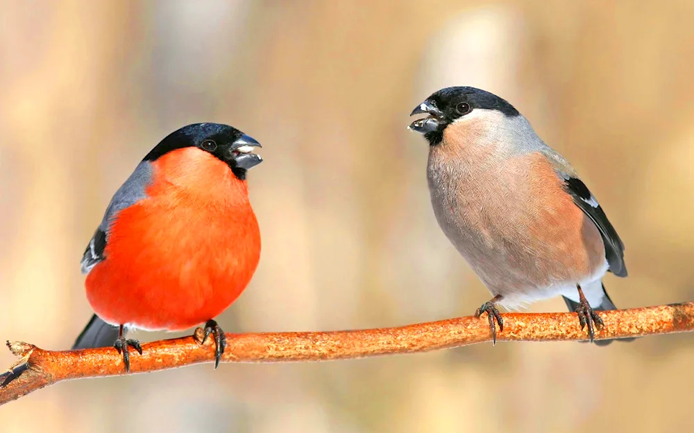 Bullfinch dimorphism