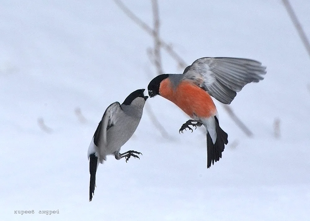 Finch and bullfinch