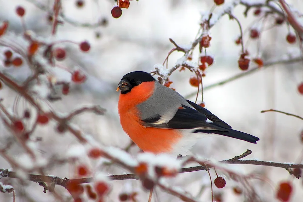 Snowfinch photo