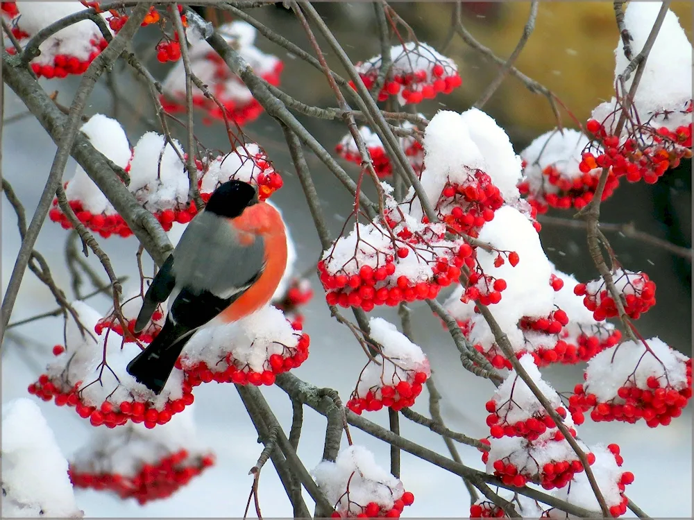 Winter nature