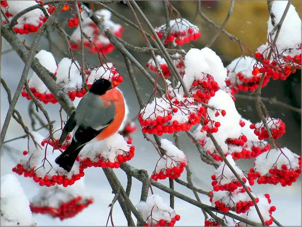 Red-breasted Goldfinch