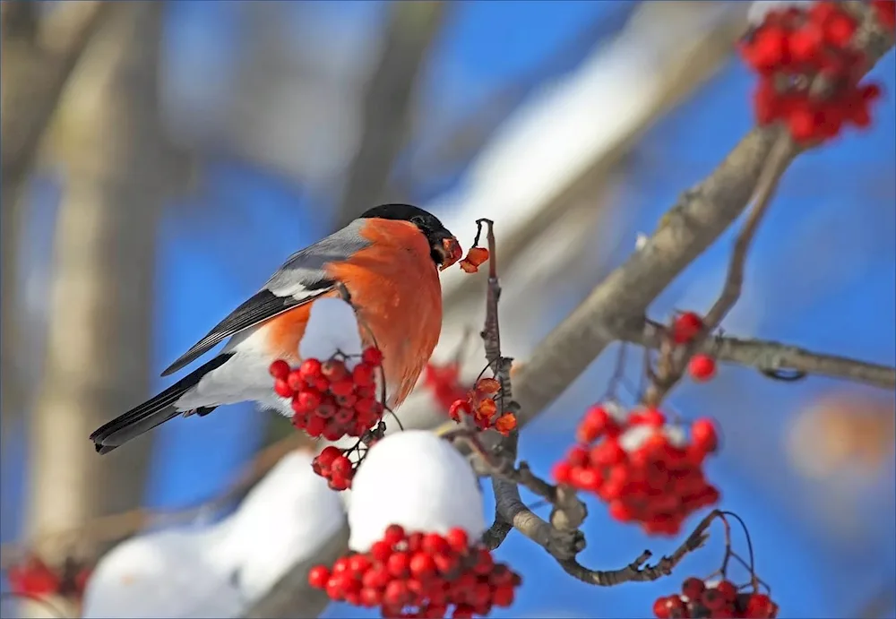 Winter birds