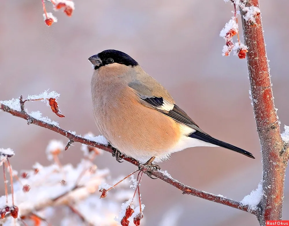 Birch female and female