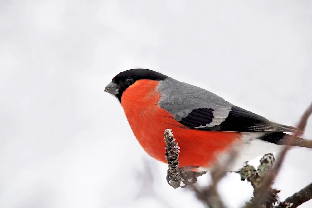 Bullfinches