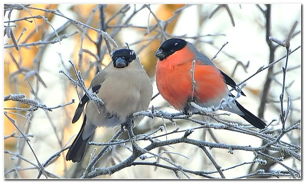 Bird female and male