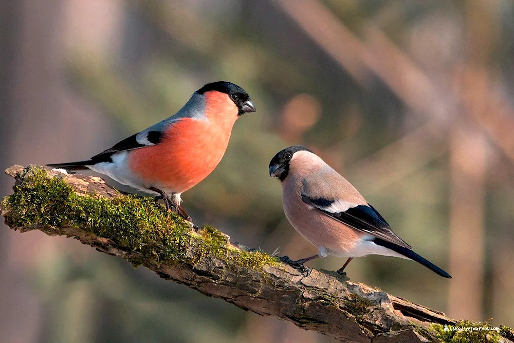 Bird male and female