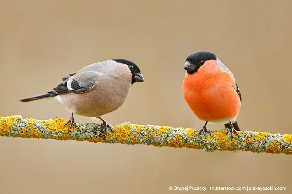 Bird male and female