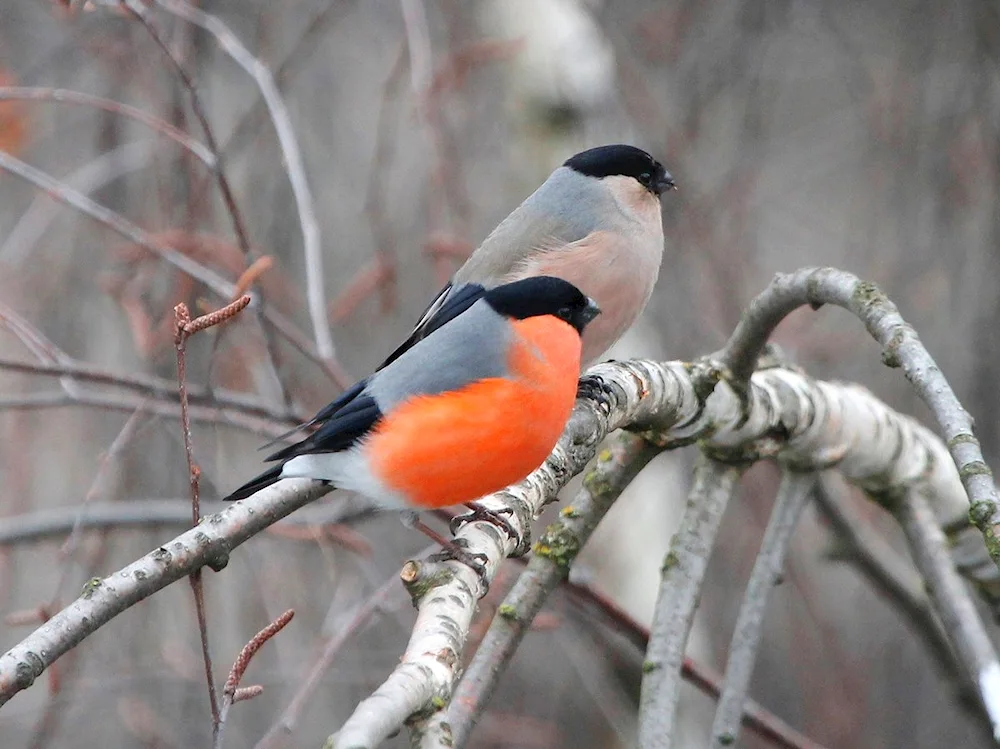 Finch female and male