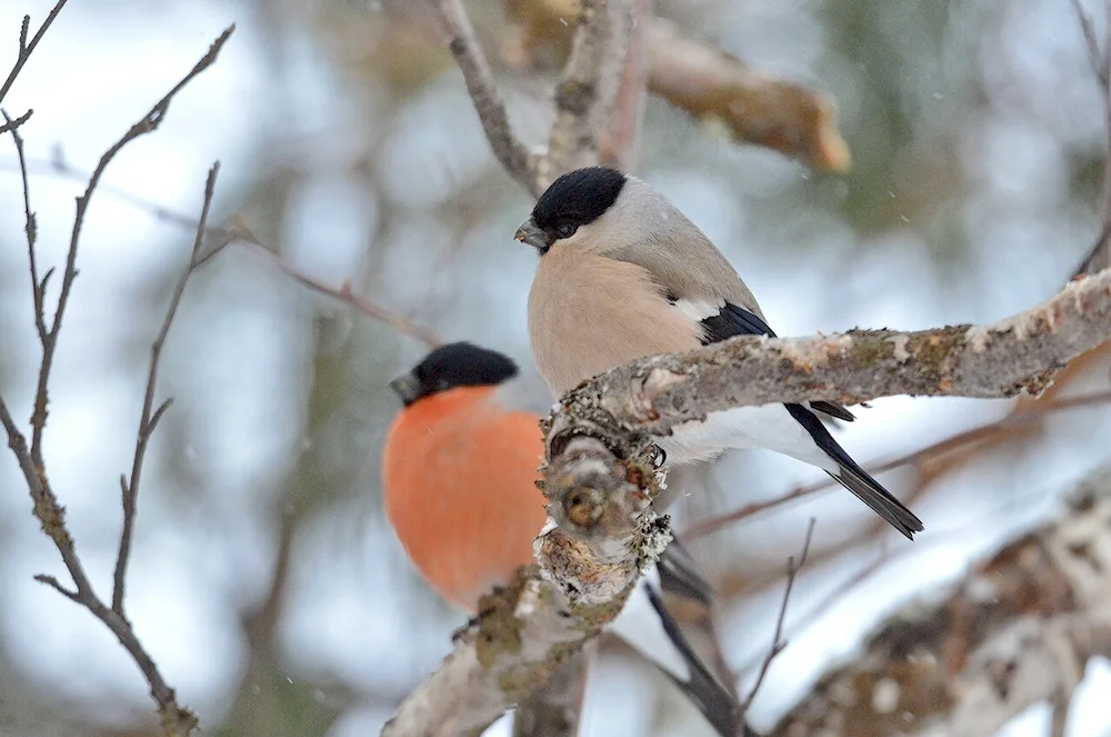 Bird female and male