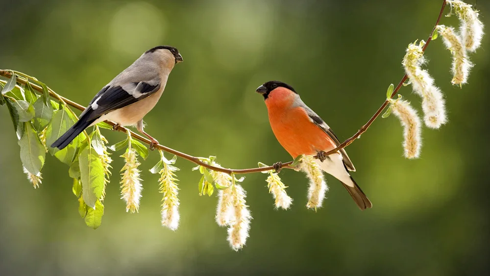 Bird female and male