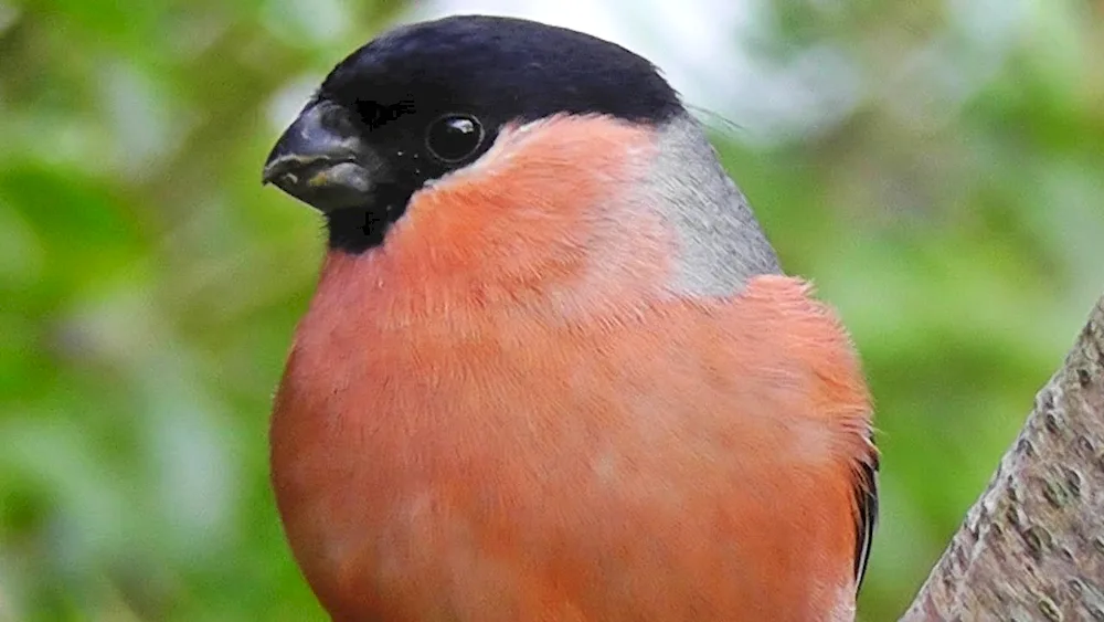 Finch female and male