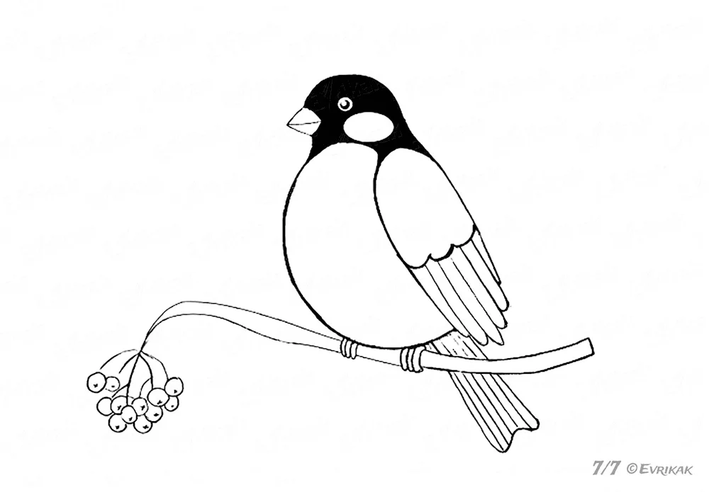 Bird drawing