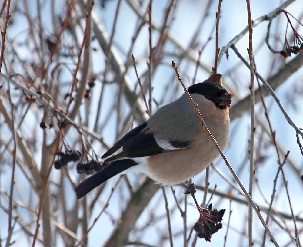 Finch dimorphism