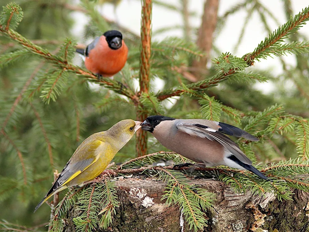 Spariformes Bullfinch