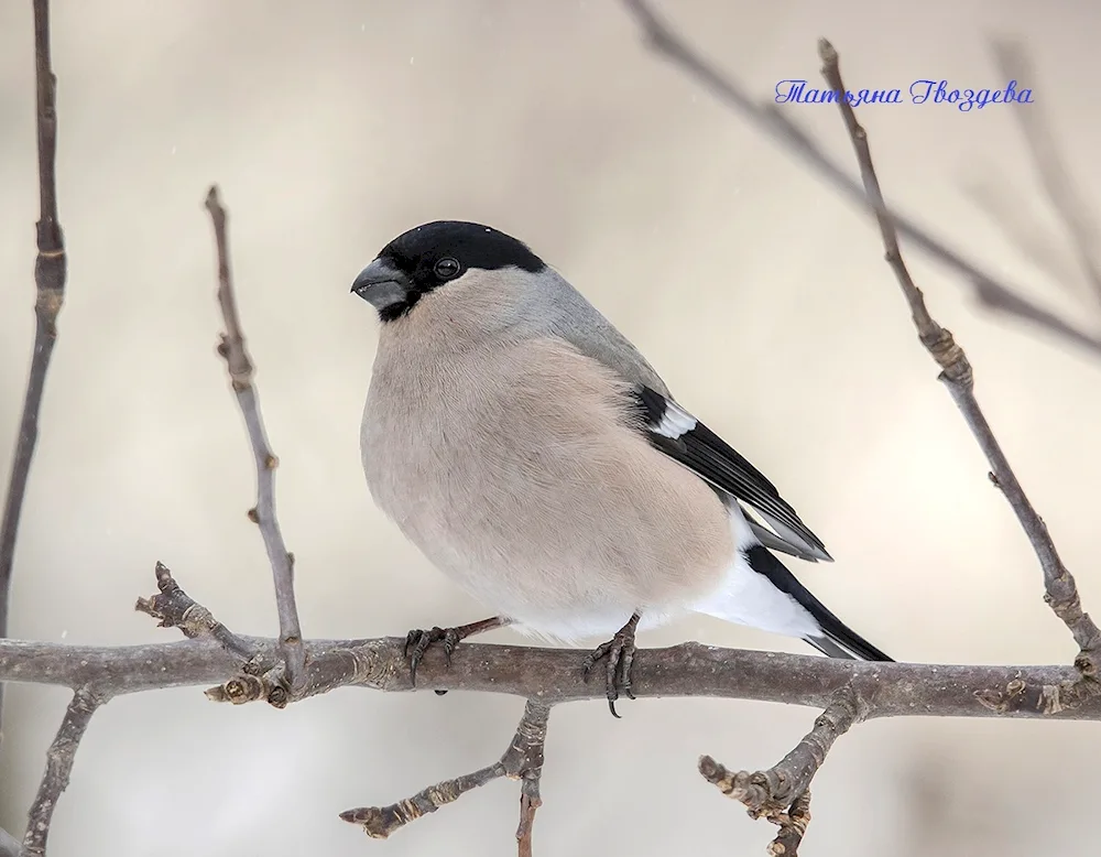 Finch female