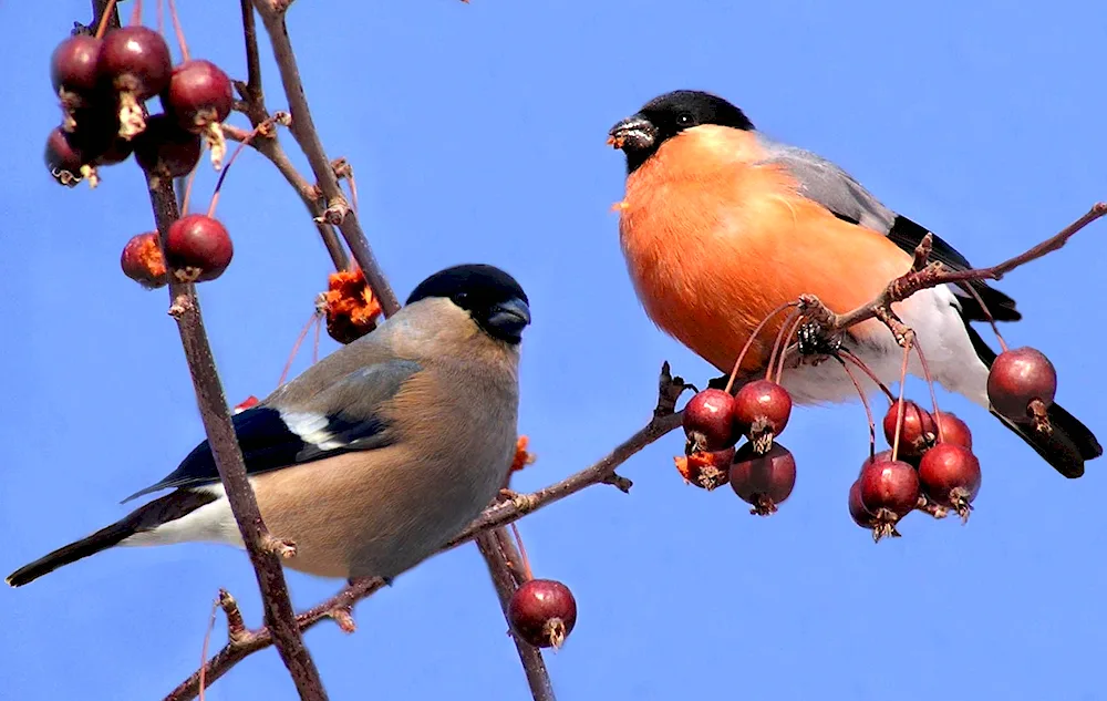 Bird male and female