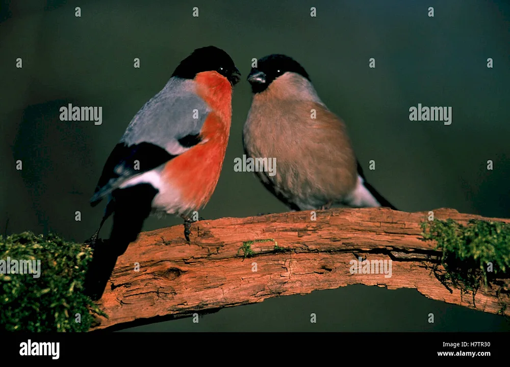 Bird female and male