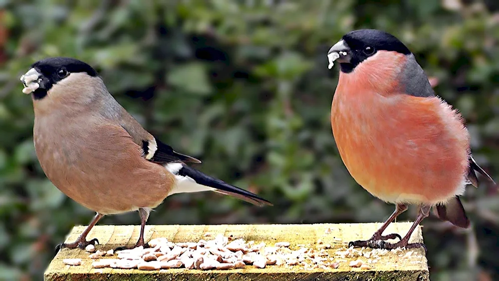 Bird female and male