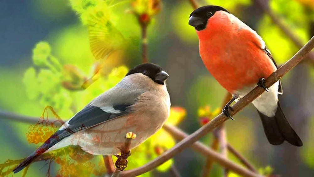 Bird female and male