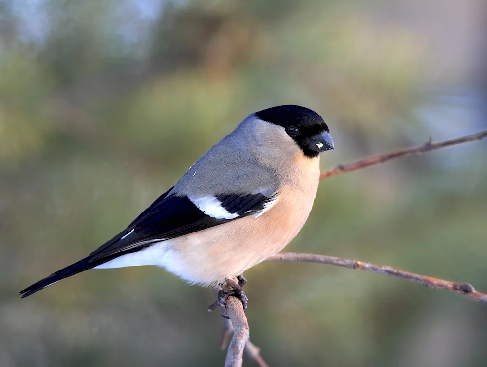 Bird female and male. male