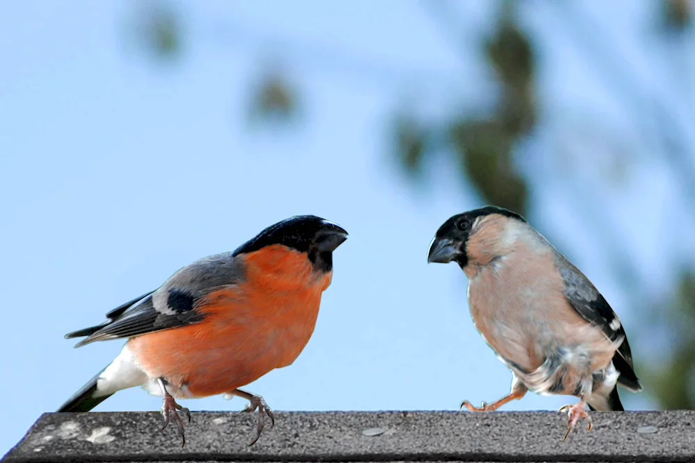 Finch pyrrhula pyrrhula pyrrhula