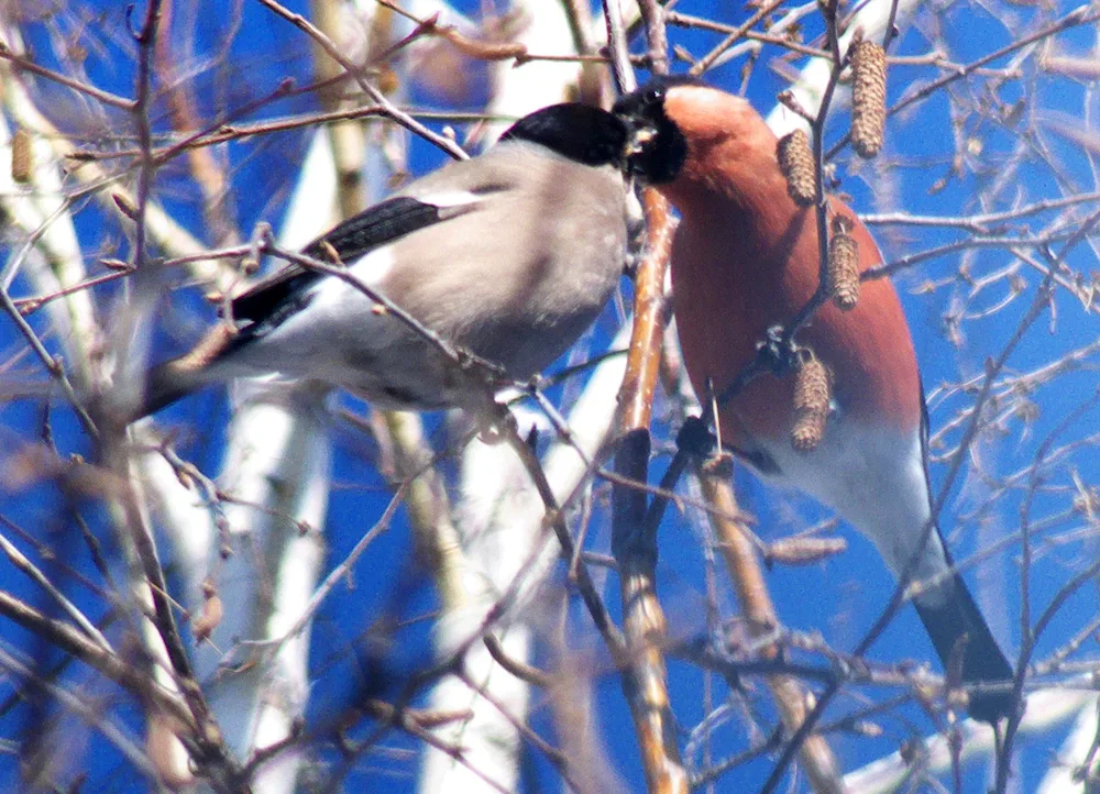 Finch female and male. female