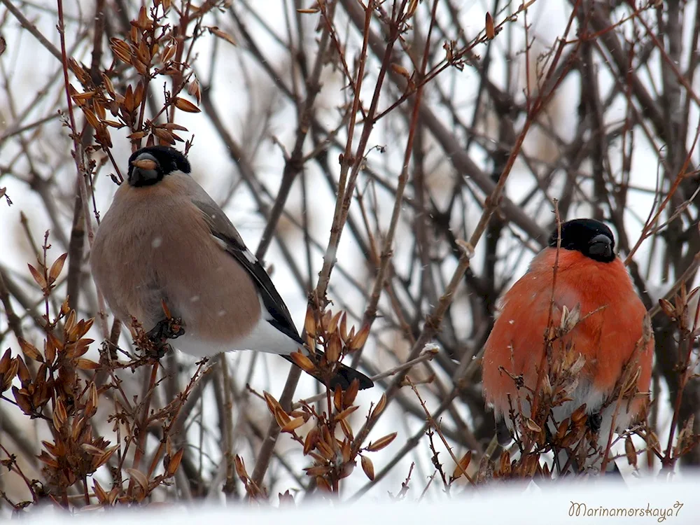 Finch male