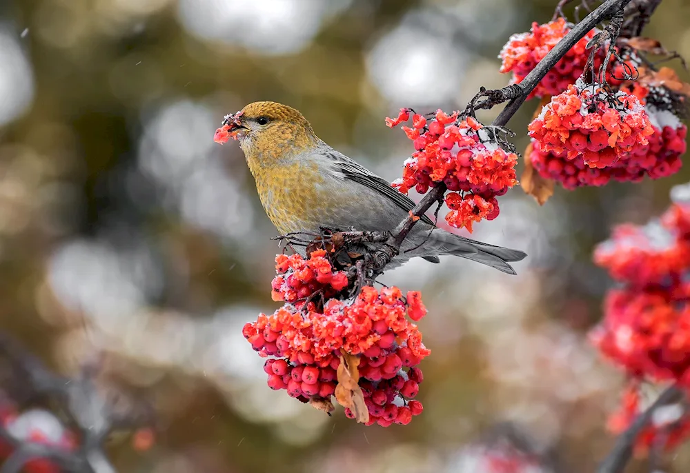 Cedar waxwing