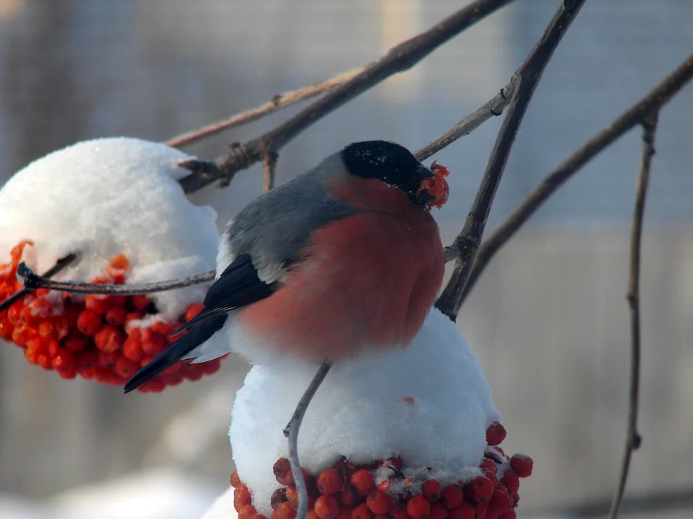 Sparrow-like Bullfinch