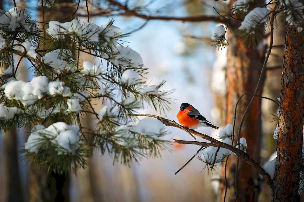 Yellow-breasted Bullfinch