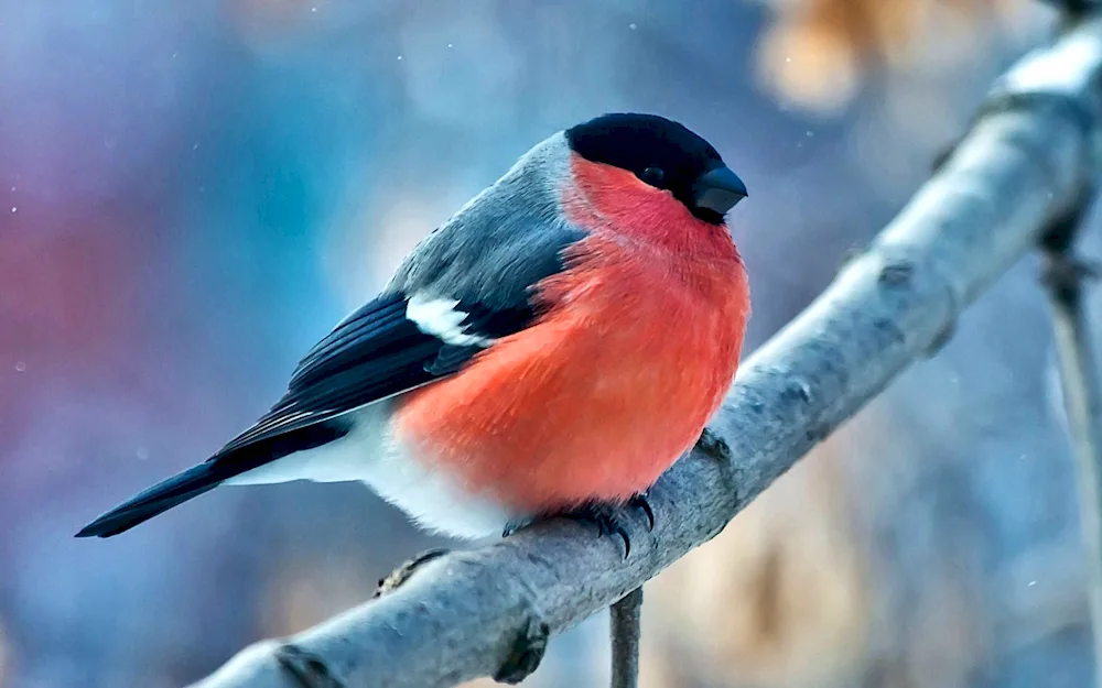 Yellow-breasted Bullfinch