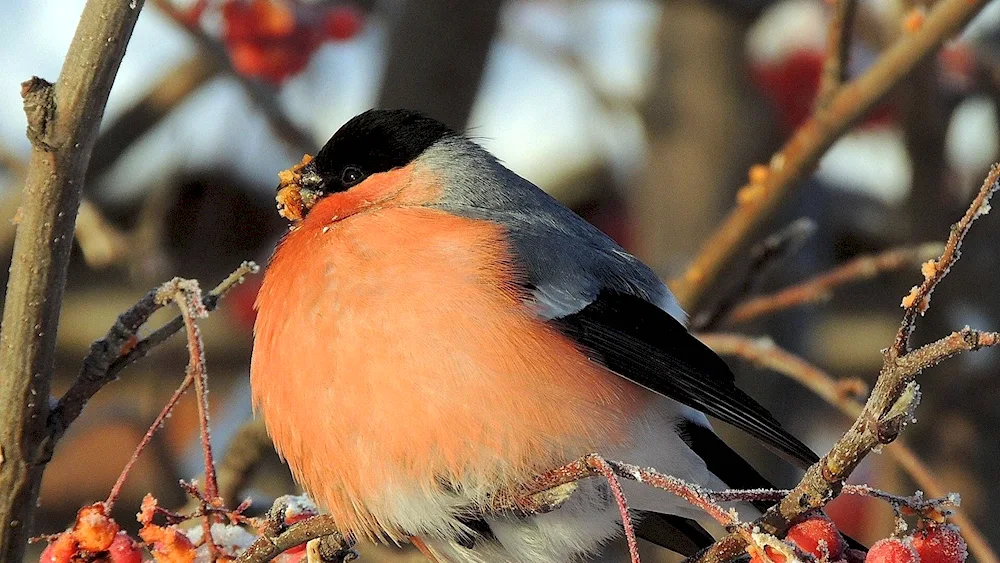 Snowfinch finch