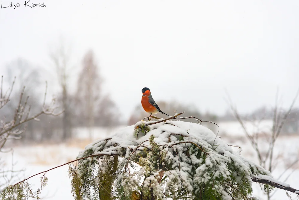 Fabulous winter background