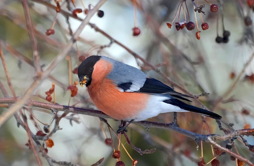 Bullfinches