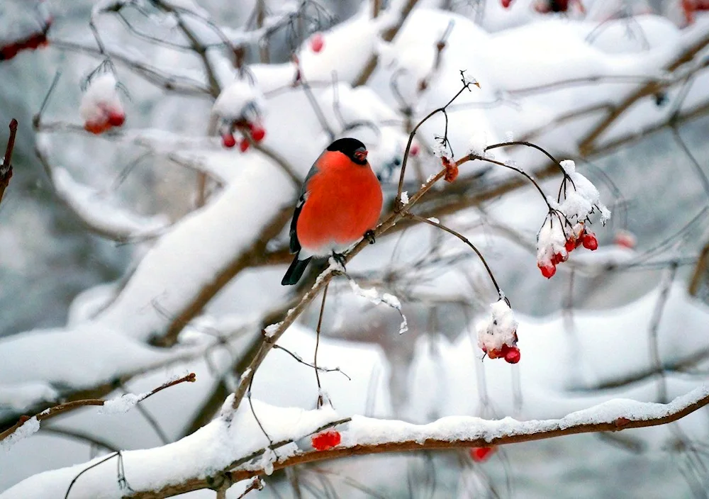 Ussurian Goldfinch