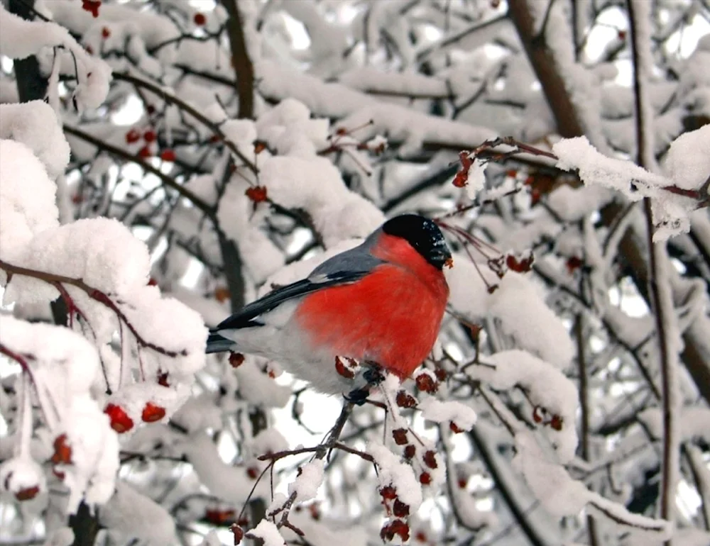 Red-headed Goldfinch