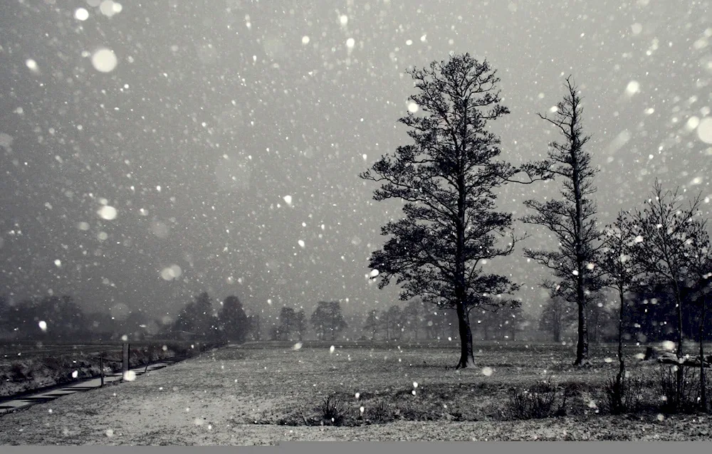 Trees in winter