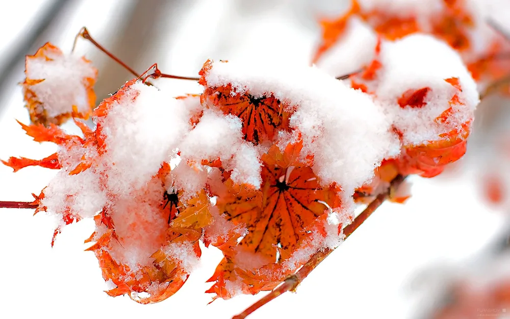 Snowy autumn